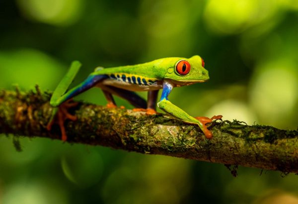 Rana verde de Costa Rica